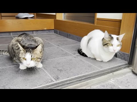豆大福の一日に密着してみました(YouTube)
