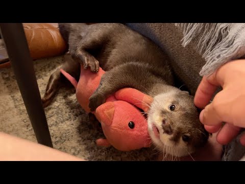 ぬいぐるみが好きだったり飼い主が好きだったり忙しいカワウソ A busy otter that likes stuffed animals and its owner.(YouTube)