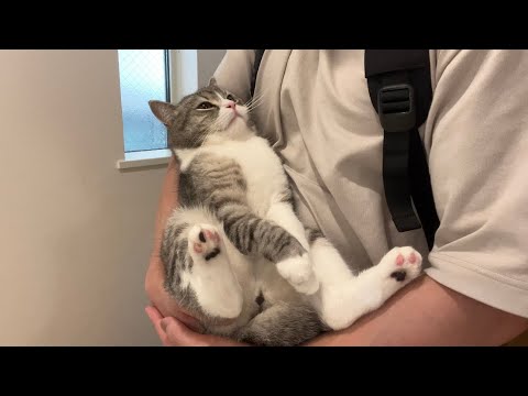 退院した猫をお迎えに行ったら寂しすぎたみたいでこうなっちゃいました…(YouTube)