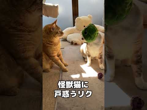いつもと様子が違う妹猫に取った行動がおもしろすぎましたｗ　#shorts(YouTube)