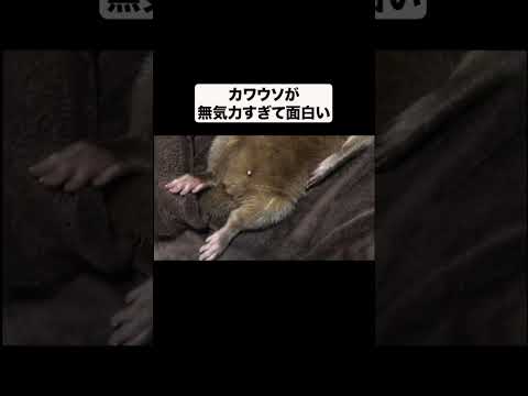 疲れすぎて無気力すぎるカワウソ(YouTube)