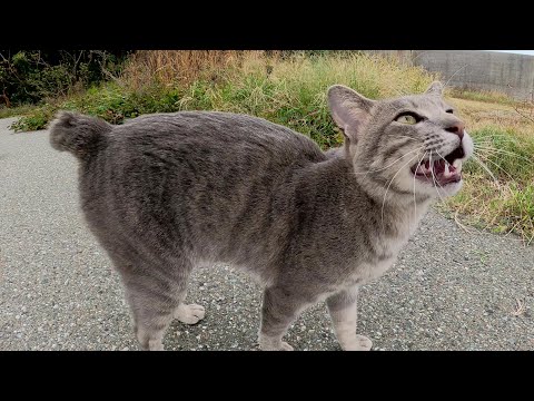 短い尻尾の灰色猫がゴロゴロと甘えてきた(YouTube)