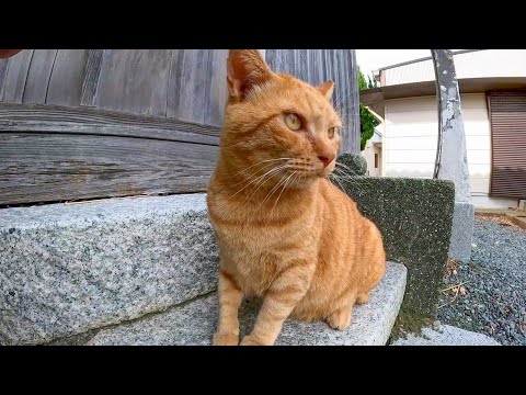 猫島の神社で座って休んでいると猫がモフられにやって来た(YouTube)