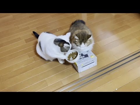 豆大福が散らかしたご飯の後片付けを手伝ってくれるお利口さんな猫(YouTube)