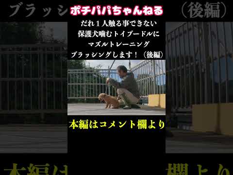 誰も触る事できない保護犬噛むトイプードルにマズルトレーニング・ブラッシングします！（後編）　#Shorts(YouTube)