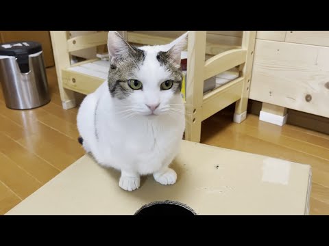 すぐによそ見をしてしまう集中力のない猫(YouTube)
