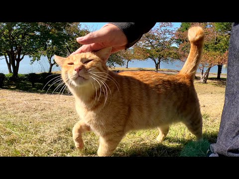 人懐っこい茶トラ猫が人間を誘ってピクニックへ出掛ける(YouTube)