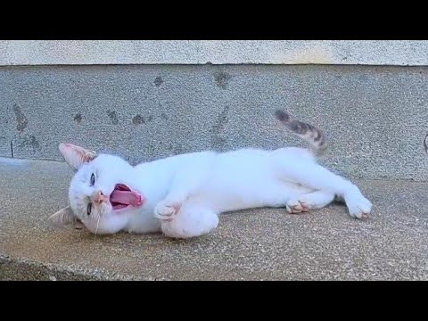 猫島の漁港の街で出会った子猫がかわい過ぎる(YouTube)