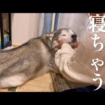 姉の手のひらに包まれて眠りに落ちるシベリアンハスキー(YouTube)