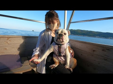 船の揺れが不安なので「手を握っておいてほしい…」とせがむブルドッグが可愛すぎた…(YouTube)