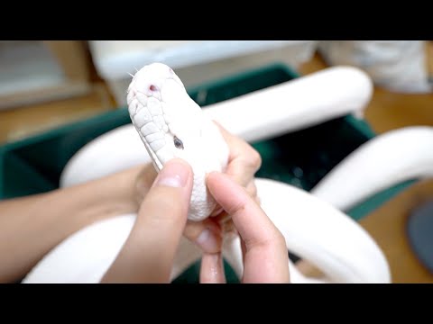 大蛇白蛇の目に残った脱皮殻を取ろうとしたら…(YouTube)