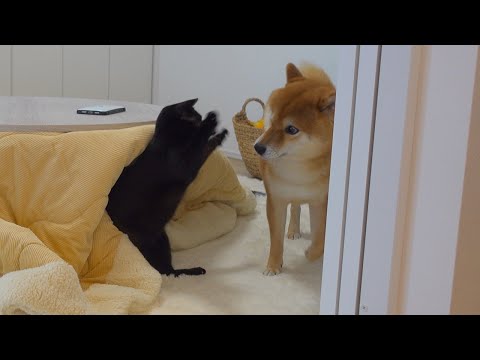 猫が一人で柴犬に、ドッキリ仕掛けてる様子が可愛すぎた。。(YouTube)