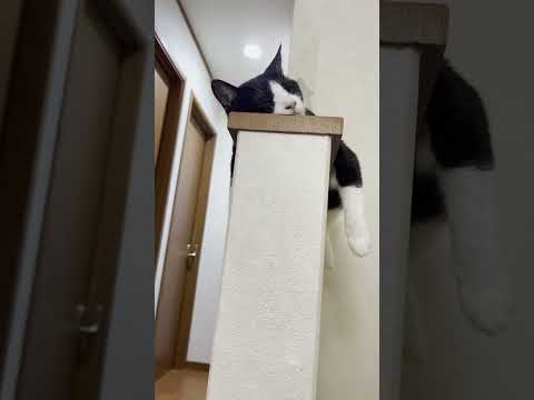 猫の正しいくつろぎ方（笠木編）(YouTube)