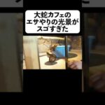 大蛇カフェのエサやりの光景がスゴすぎた【フルverは概要】#shorts(YouTube)