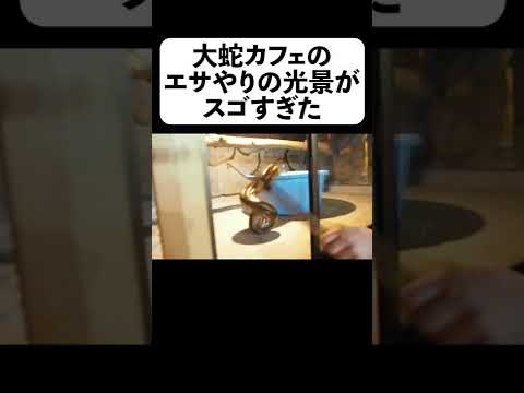 大蛇カフェのエサやりの光景がスゴすぎた【フルverは概要】#shorts(YouTube)