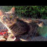 可愛い声のキジトラ猫をモフったら喉をゴロゴロ鳴らして喜んだ(YouTube)