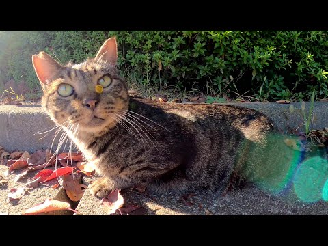 可愛い声のキジトラ猫をモフったら喉をゴロゴロ鳴らして喜んだ(YouTube)