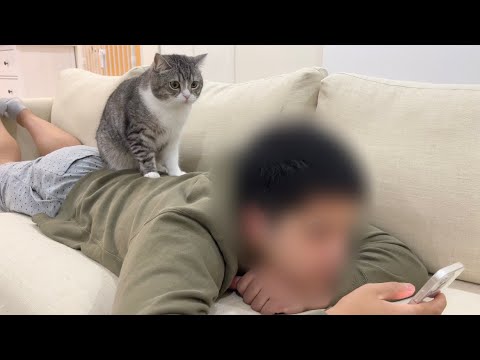長旅で疲れてる弟にどうしてもかまってほしい猫がかわいすぎましたw(YouTube)