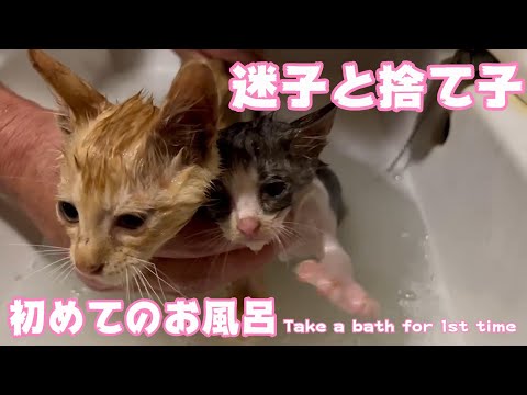 棄てられた子3日目 迷子な子猫5日目 初めてのお風呂(YouTube)