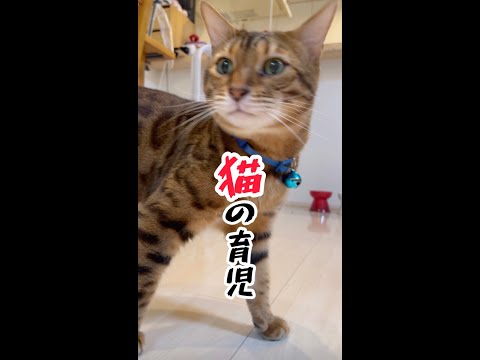 幸せな猫の育児（帰宅編）#shorts(YouTube)