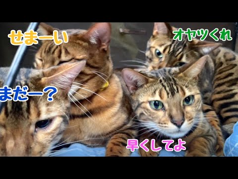 車に猫6匹詰め込んで4日ぶりの我が家へ帰宅！(YouTube)