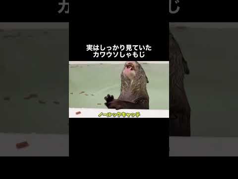 実はしっかり見ていたカワウソしゃもじ#shorts(YouTube)