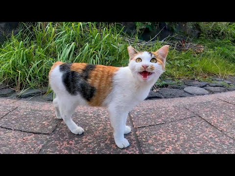 よく喋る三毛猫ちゃん(YouTube)