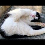 牛みたいな猫がゴロにゃんポーズになって人間にモフられる(YouTube)
