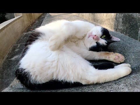 牛みたいな猫がゴロにゃんポーズになって人間にモフられる(YouTube)