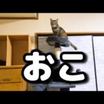 【ピンチ】いつも甘えてくれる猫の様子が…(YouTube)