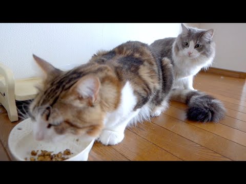 兄ネコのご飯を狙う悪い子猫(YouTube)