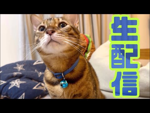 【生配信10/16】出張明けのパパさんに甘えまくるテトが見所な生配信📹(YouTube)