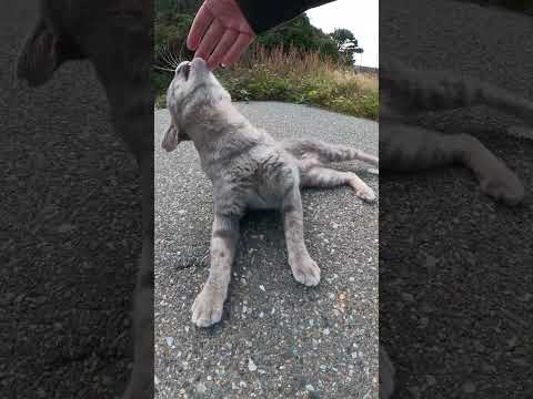 【cat】灰色猫が自分から人間の手にスリスリしてくる(YouTube)