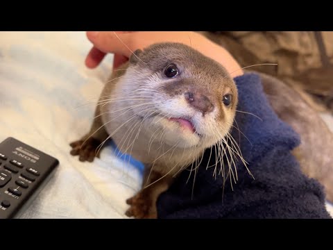 食いしん坊なカワウソがまさかの食事をギブアップ！？(YouTube)