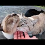 仲良し猫カルテットが夕方の広場に集まって身を寄せあう(YouTube)