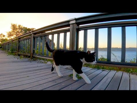 夕方の公園で猫と散歩してきた(YouTube)
