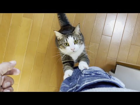 抱っこしてほしい猫を焦らしてみました(YouTube)