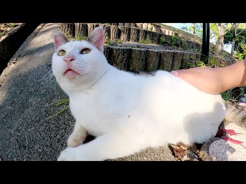 階段に陣取って登る人を足止めしてくる猫達(YouTube)