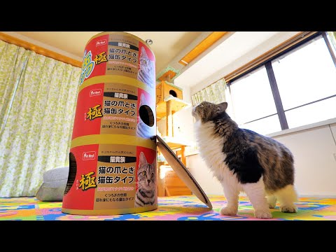 おもしろ猫グッズの特大猫缶タワーに登る特大猫のボス吉(YouTube)