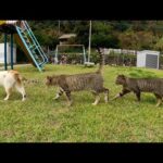 三匹で仲良くお散歩する猫家族と遊ぼうとしたら警戒された(YouTube)