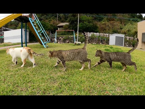 三匹で仲良くお散歩する猫家族と遊ぼうとしたら警戒された(YouTube)