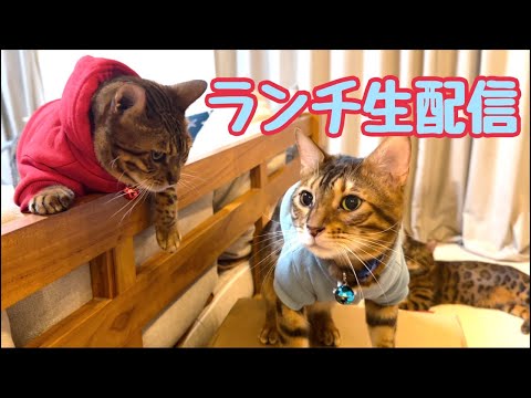 【ランチ生配信10/5】少し秋らしくなってきた10月のお昼は猫でも見てほっこりしませんか？生配信(YouTube)