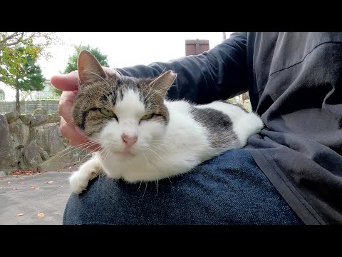 少しくたびれた様子のキジシロ猫が人間のひざの上でひと休みする(YouTube)