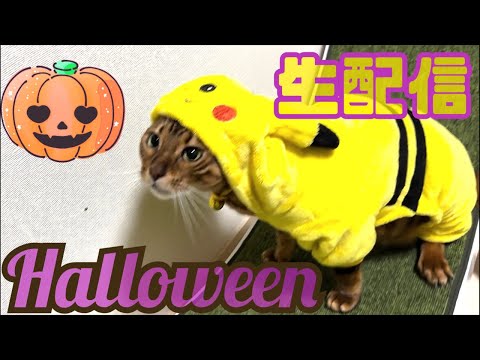 【ハロウィン生配信】オヤツをくれないとイタズラしちゃう猫達によるハロウィン生配信🎃🐈📹(YouTube)