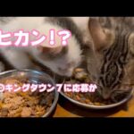 モヒカンにしてブレイ〇ングタウン７狙います(YouTube)