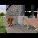 出張していたクリーム猫が茶トラ猫が待つ小屋へ大急ぎで帰る(YouTube)