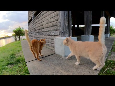 出張していたクリーム猫が茶トラ猫が待つ小屋へ大急ぎで帰る(YouTube)