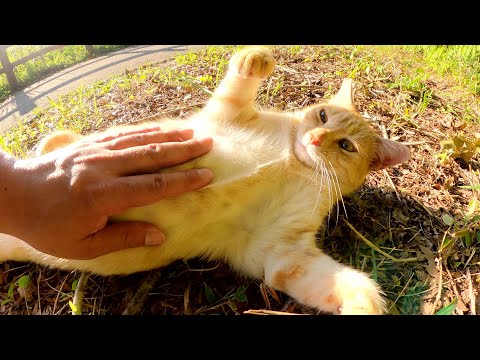 クリーム猫ちゃんが無防備な体勢になってお腹まで触らせてくれた(YouTube)