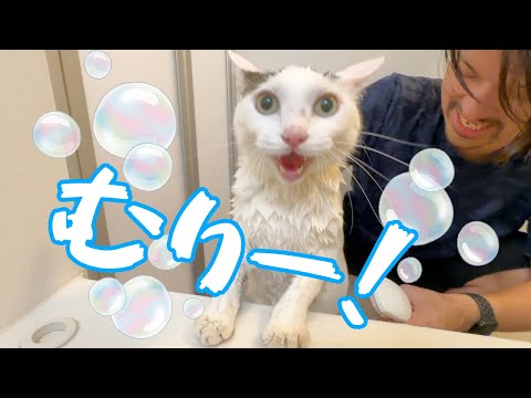怖すぎて叫んでママに避難しながらシャンプーされる猫チロさん！！(YouTube)