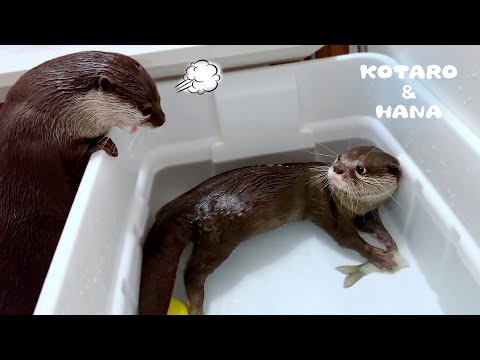 わざとイジワルして女子を怒らせるカワウソ　Otter Being Mean to His Girlfriend(YouTube)